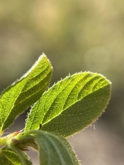 Ceanothus diversifolius