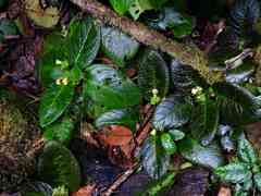 Christopheria xantha