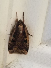 Eueretagrotis sigmoides