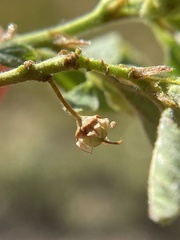 Ceanothus diversifolius