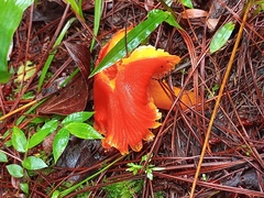Hygrocybe occidentalis