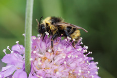 Bombus flavidus