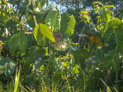 Montrichardia