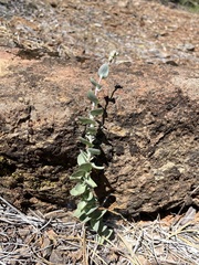 Streptanthus barbatus