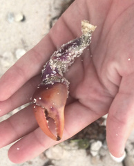 Gecarcinus lateralis