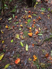 Hygrocybe occidentalis