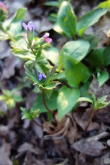 Pulmonaria officinalis