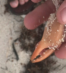 Gecarcinus lateralis