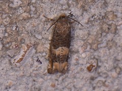 Epiblema luctuosissima
