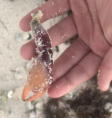 Gecarcinus lateralis