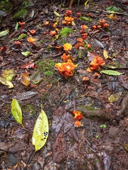 Hygrocybe occidentalis