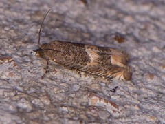 Epiblema luctuosissima