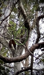 Alisterus scapularis