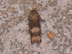 Epiblema luctuosissima