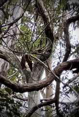 Alisterus scapularis