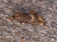 Epiblema luctuosissima