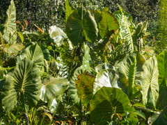 Montrichardia