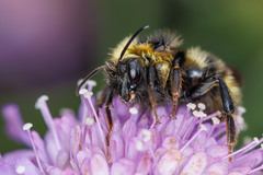 Bombus flavidus