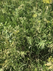 Perideridia americana