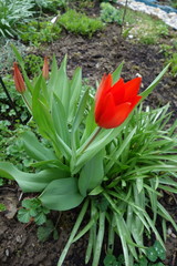 Tulipa