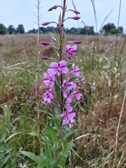 Chamaenerion angustifolium