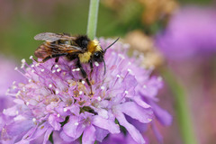 Bombus flavidus