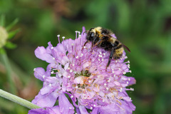 Bombus flavidus