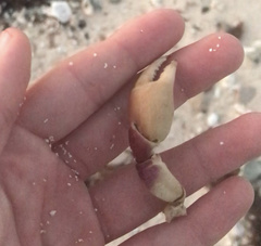 Gecarcinus lateralis