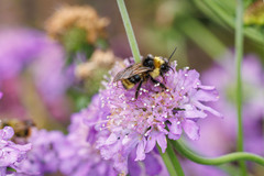 Bombus flavidus