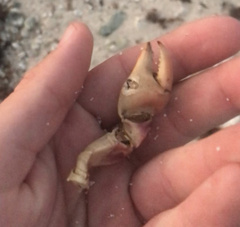 Gecarcinus lateralis