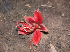Chiranthodendron pentadactylon