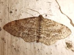 Hydrelia sylvata