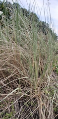 Spinifex sericeus