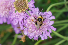 Bombus flavidus