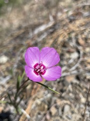 Clarkia gracilis gracilis