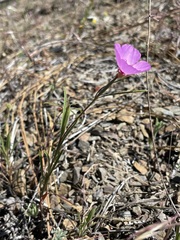 Clarkia gracilis gracilis