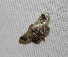 Idaea asceta