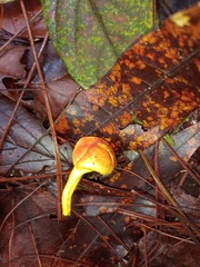 Pulveroboletus