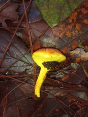 Pulveroboletus