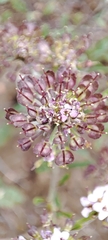 Iberis pectinata