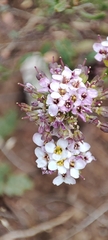 Iberis pectinata
