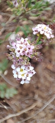 Iberis pectinata