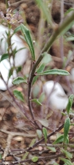 Iberis pectinata