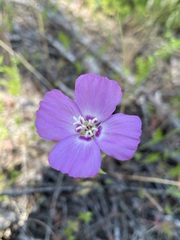 Clarkia gracilis gracilis