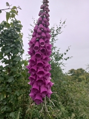 Digitalis purpurea