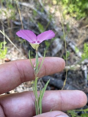 Clarkia gracilis gracilis