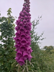 Digitalis purpurea