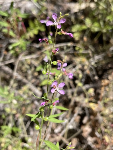 Mountain clarkia (Clarkia heterandra)