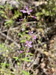 Clarkia heterandra