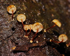 Xeromphalina leonina